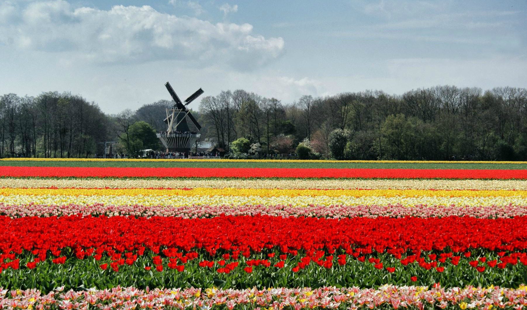Frühlingszauber: 8x Tulpenblüte in Holland erleben